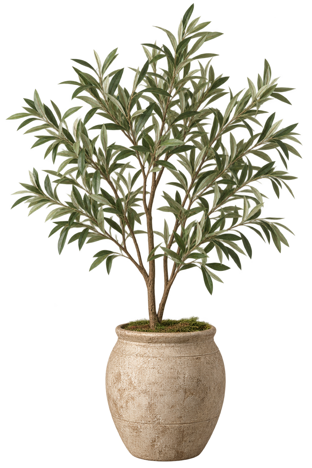 Floor plant